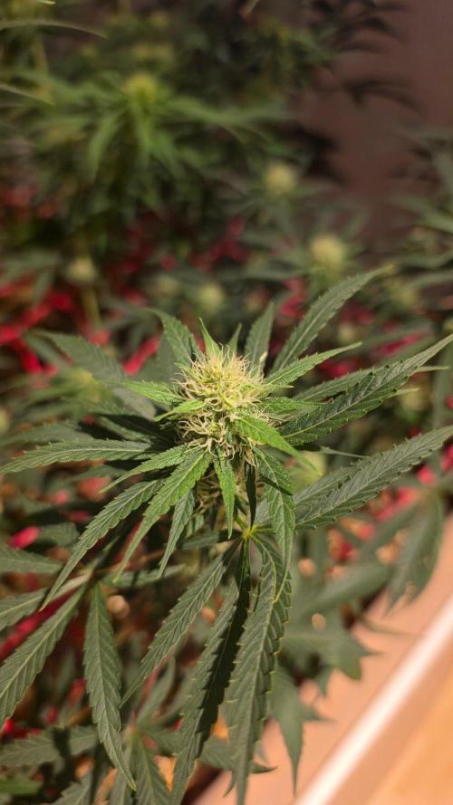 ACE once again. 3x Super Malawi Haze. Week 12 - Day 80