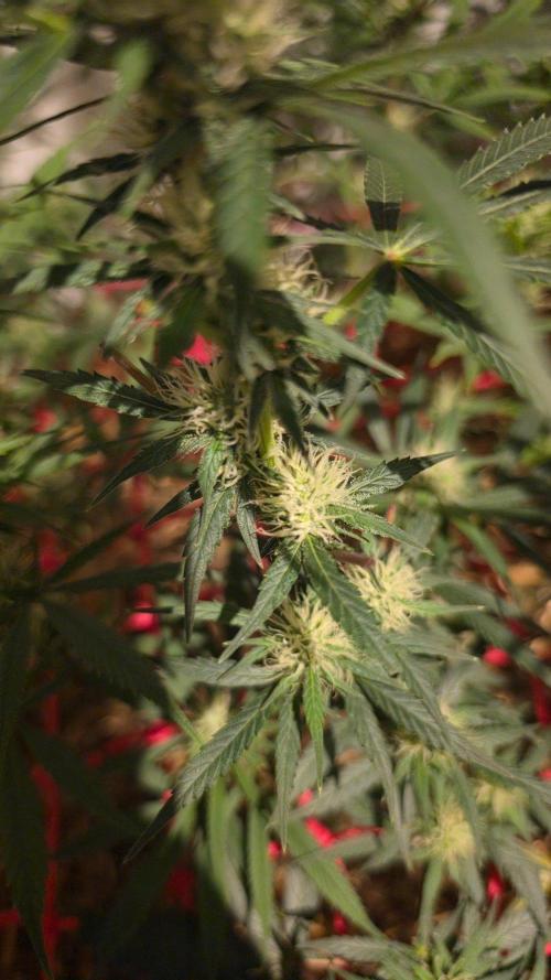 Super Malawi Haze. Week 12