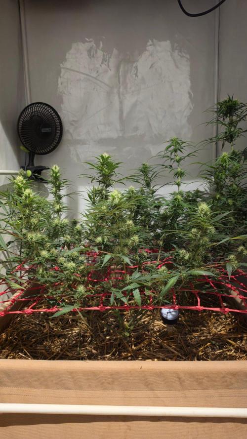 ACE once again. 3x Super Malawi Haze. Week 13 - Day 85