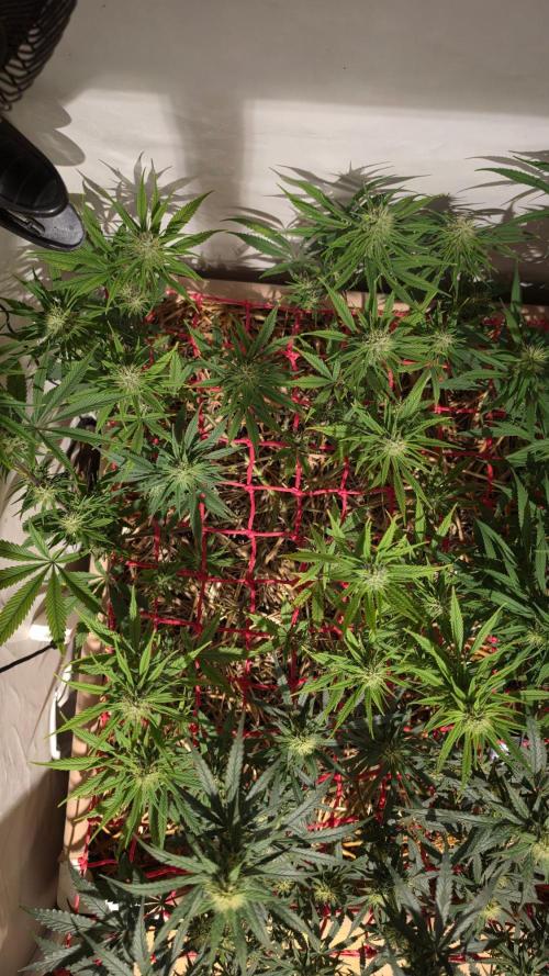 ACE once again. 3x Super Malawi Haze. Week 13 - SMH 1 Day 85