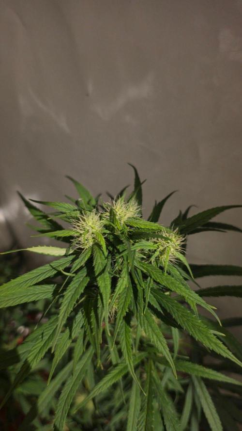 ACE once again. 3x Super Malawi Haze. Week 13 - Day 85