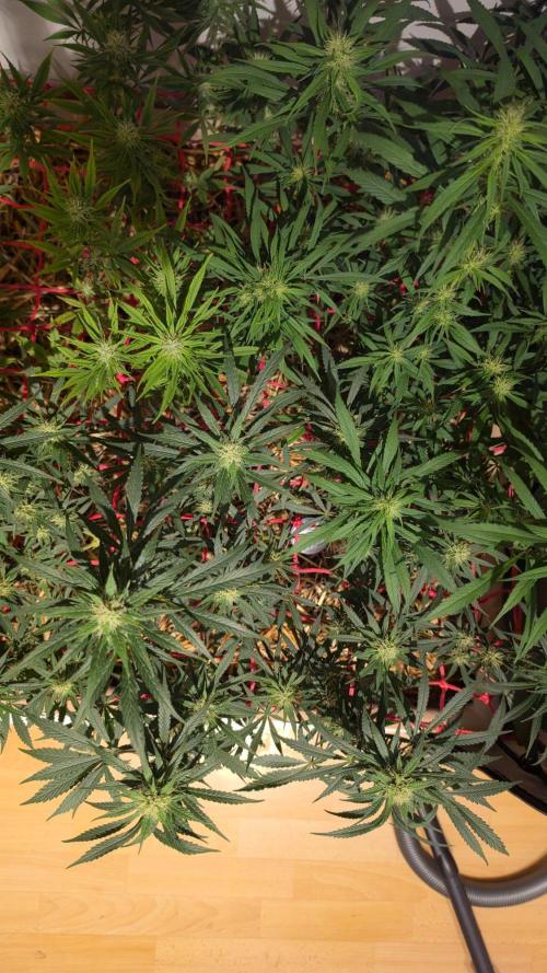 ACE once again. 3x Super Malawi Haze. Week 13 - SMH 3 Day 85