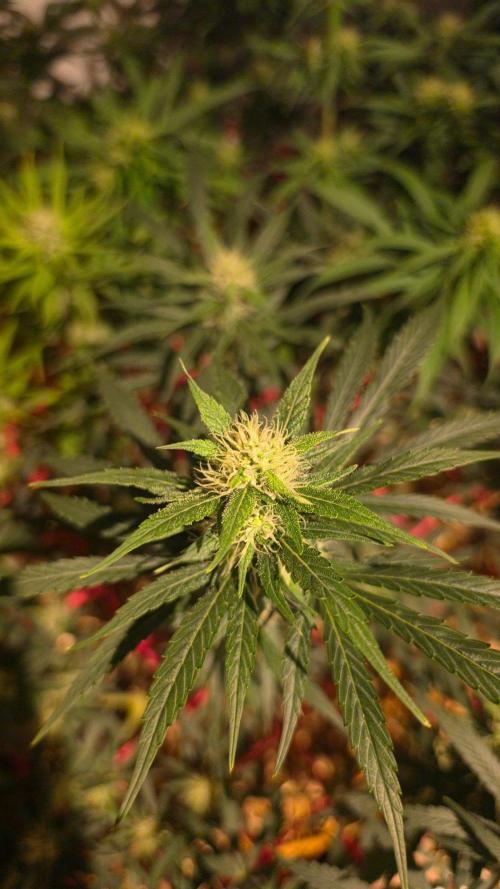 Super Malawi Haze. Week 13