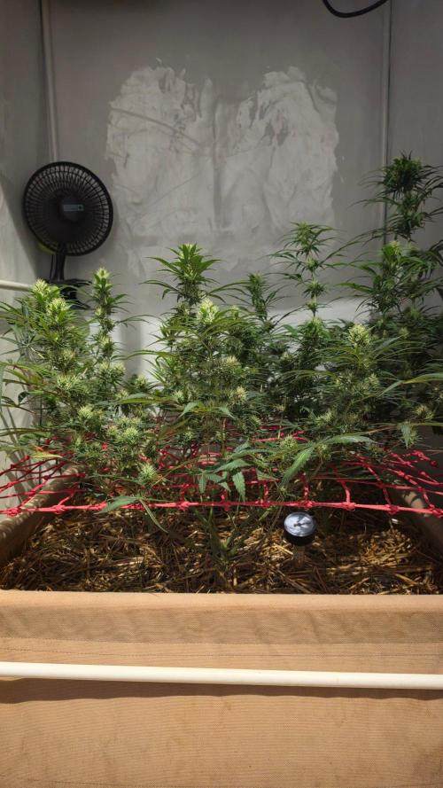 ACE once again. 3x Super Malawi Haze. Week 13 - Day 87