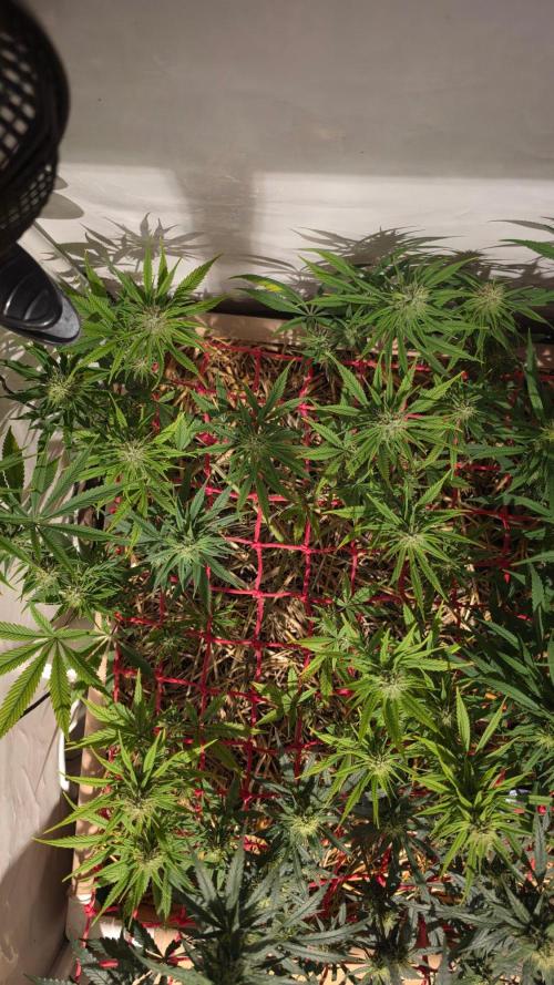 ACE once again. 3x Super Malawi Haze. Week 13 - SMH 1 Day 87