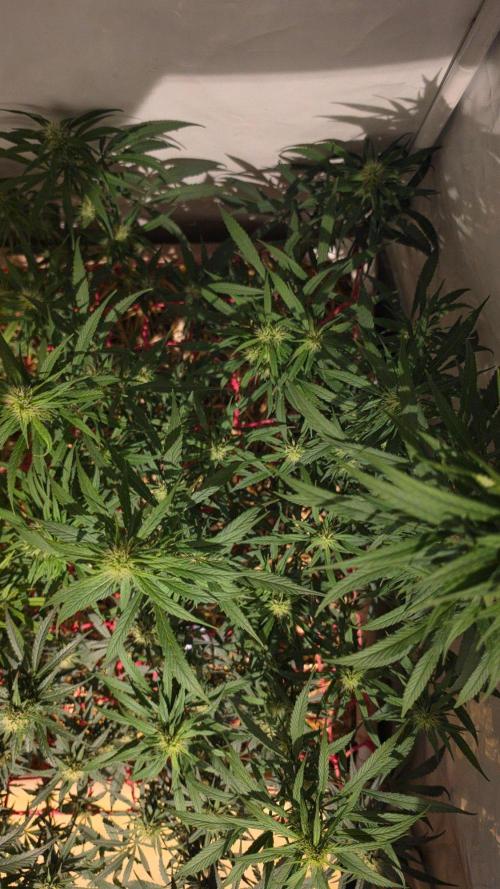 ACE once again. 3x Super Malawi Haze. Week 13 - SMH 2 Day 87