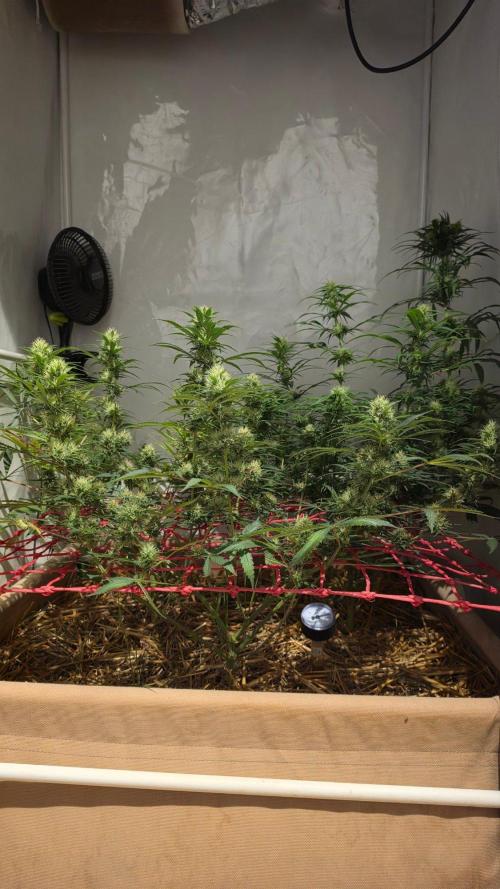 ACE once again. 3x Super Malawi Haze. Week 13 - Day 89