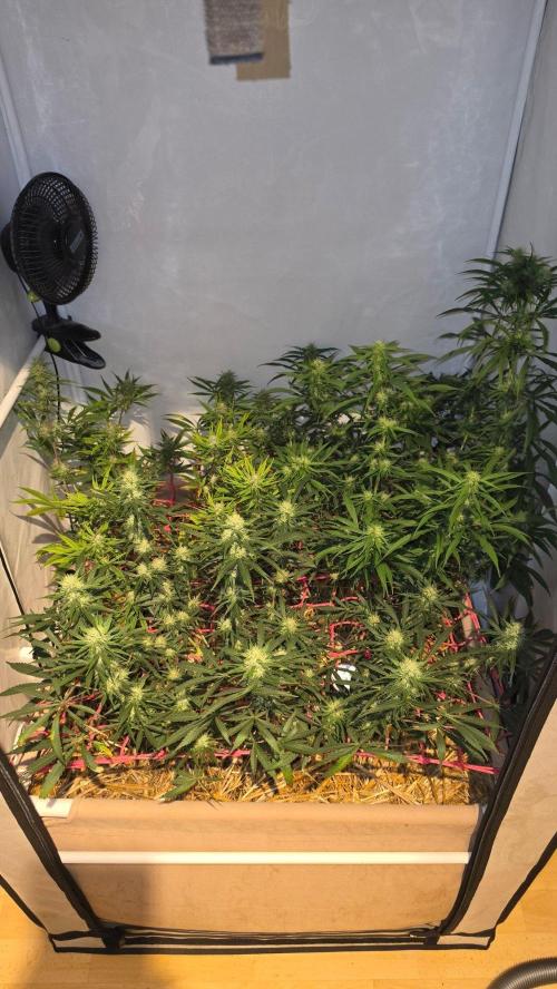 ACE once again. 3x Super Malawi Haze. Week 13 - Day 89