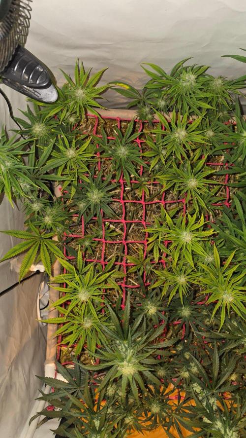 ACE once again. 3x Super Malawi Haze. Week 13 - SMH 1 Day 89