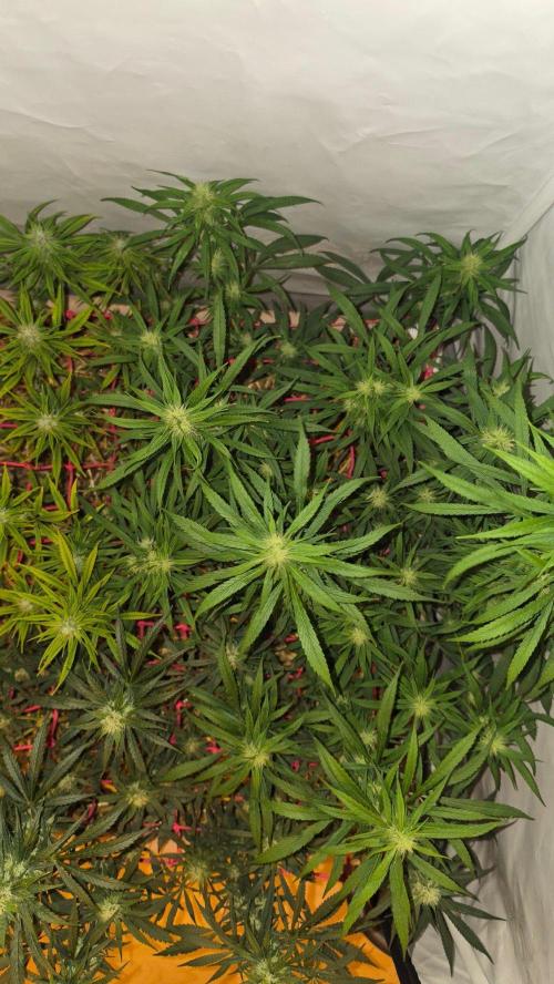 ACE once again. 3x Super Malawi Haze. Week 13 - SMH 2 Day 89