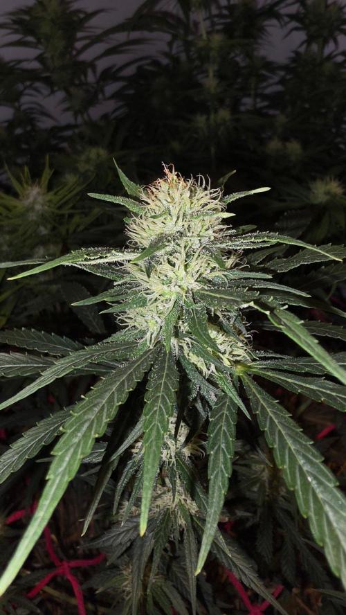 ACE once again. 3x Super Malawi Haze. Week 13 - Day 89