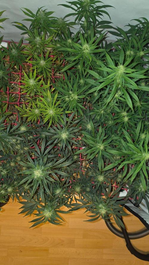ACE once again. 3x Super Malawi Haze. Week 13 - SMH 3 Day 89