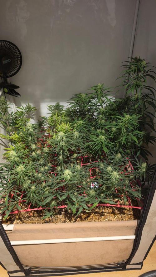 ACE once again. 3x Super Malawi Haze. Week 14 - Day 92