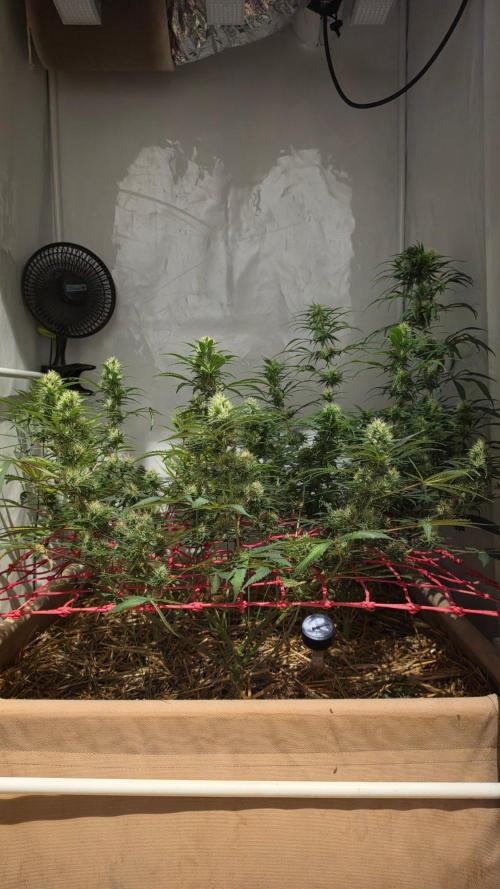 ACE once again. 3x Super Malawi Haze. Week 14 - Day 92