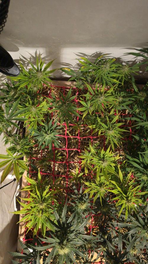 ACE once again. 3x Super Malawi Haze. Week 14 - SMH 1 Day 92