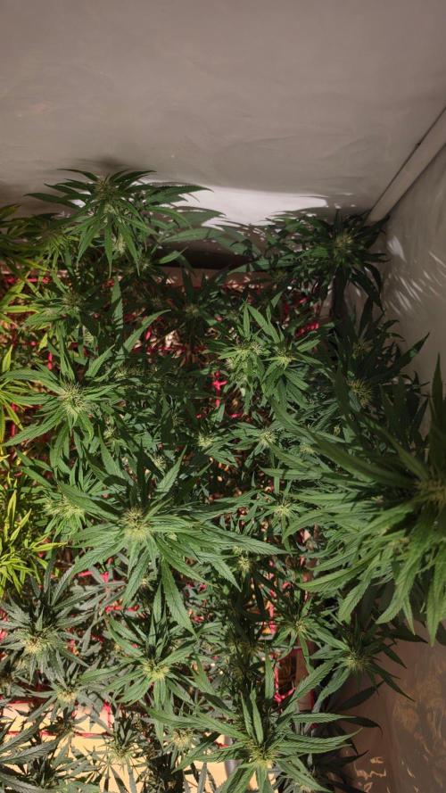 ACE once again. 3x Super Malawi Haze. Week 14 - SMH 2 Day 92