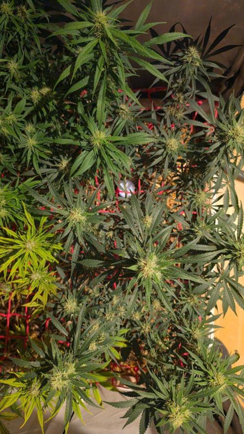 ACE once again. 3x Super Malawi Haze. Week 14 - SMH 3 Day 92