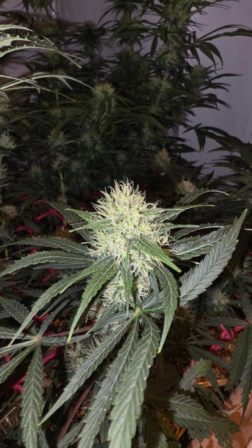 ACE once again. 3x Super Malawi Haze. Week 14 - Day 92
