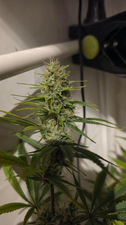 ACE once again. 3x Super Malawi Haze. Week 14 - Day 92
