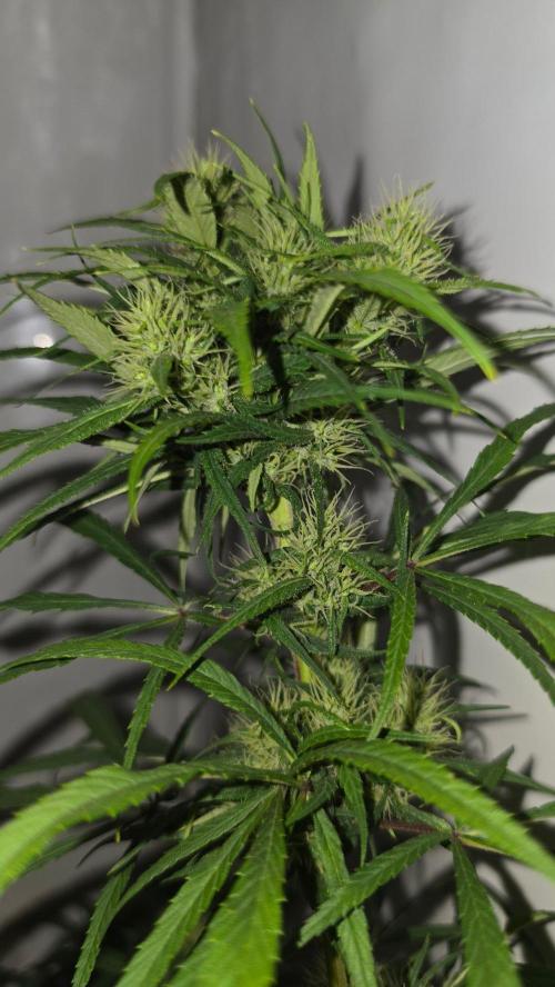 ACE once again. 3x Super Malawi Haze. Week 14 - Day 92