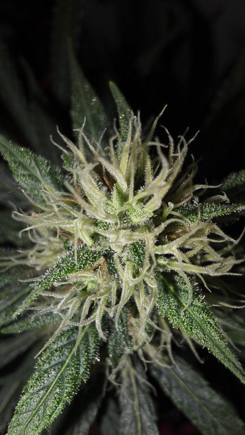ACE once again. 3x Super Malawi Haze. Week 14 - Day 92