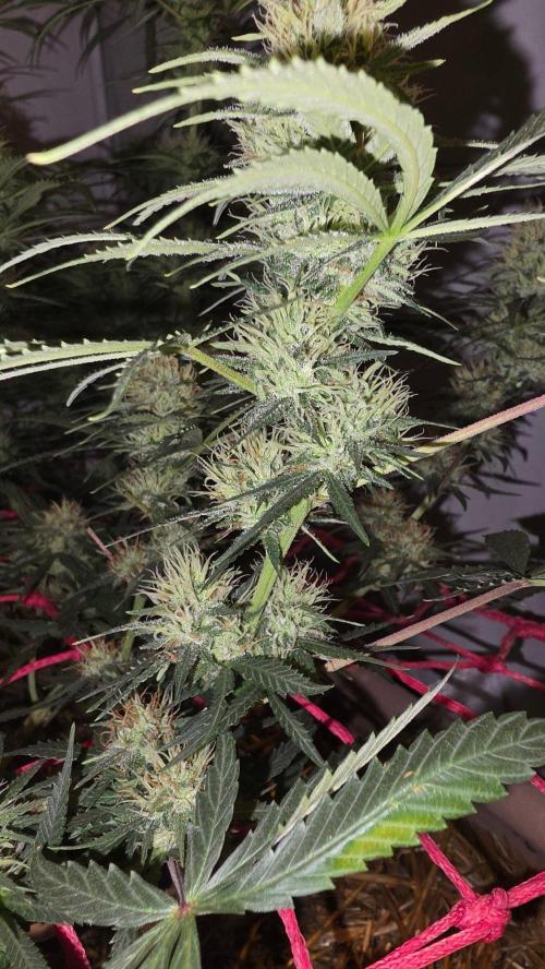 ACE once again. 3x Super Malawi Haze. Week 14 - Day 92