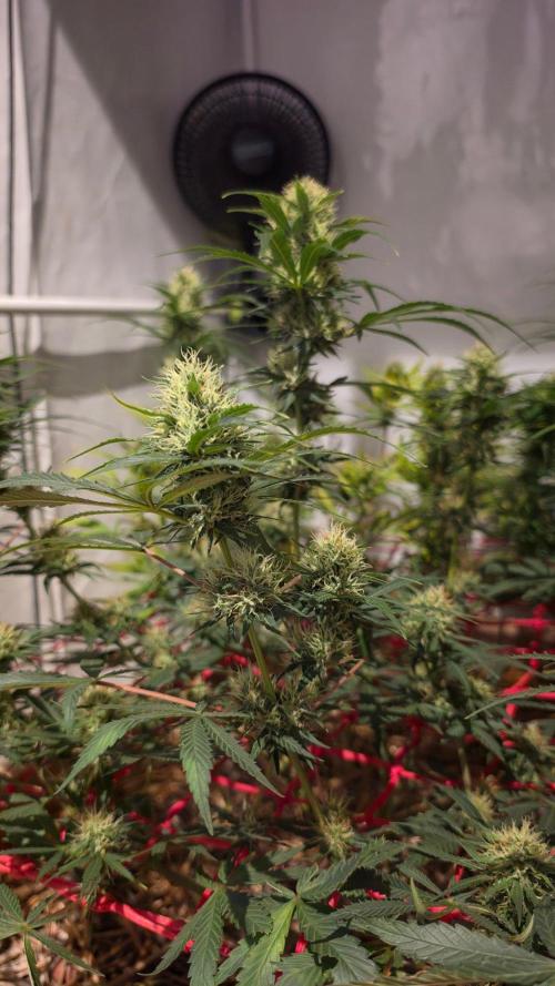 ACE once again. 3x Super Malawi Haze. Week 14 - Day 94