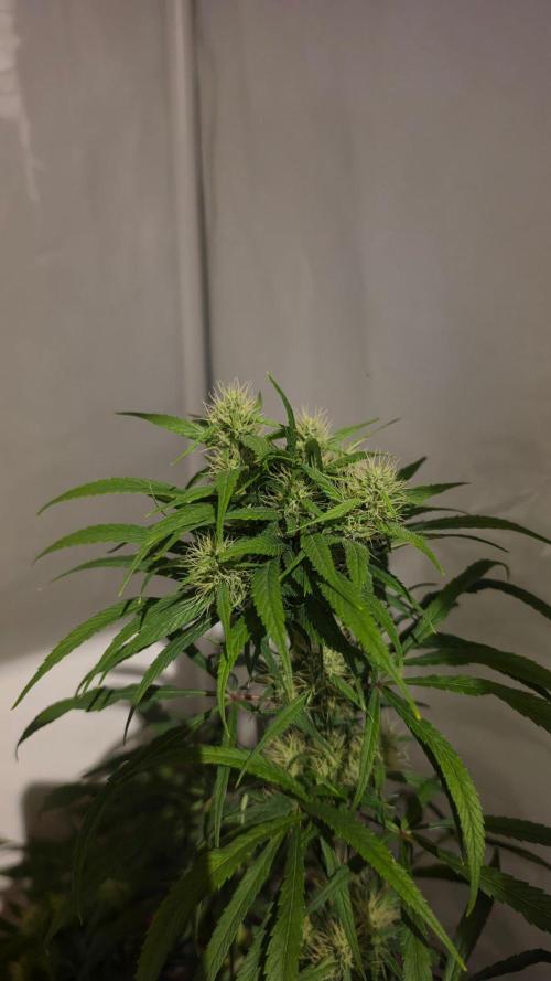 ACE once again. 3x Super Malawi Haze. Week 14 - Day 94