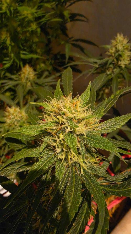 ACE once again. 3x Super Malawi Haze. Week 14 - Day 94