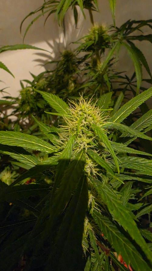 ACE once again. 3x Super Malawi Haze. Week 14 - Day 94