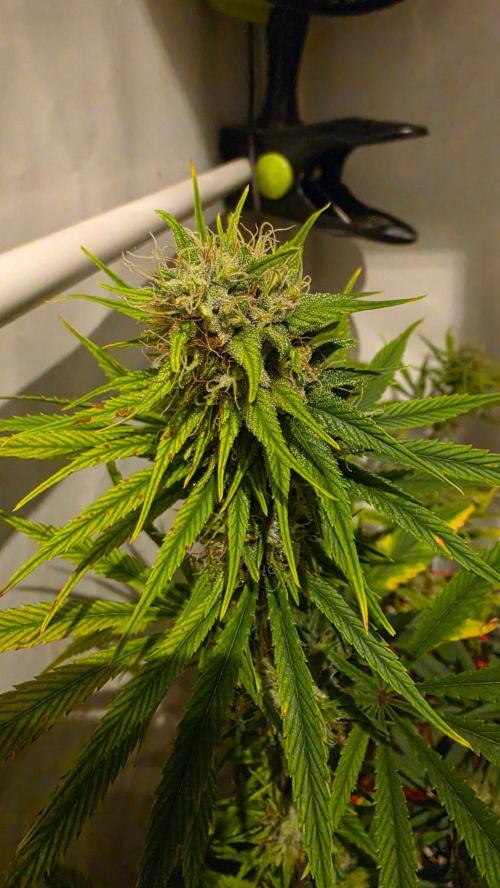 ACE once again. 3x Super Malawi Haze. Week 14 - Day 94