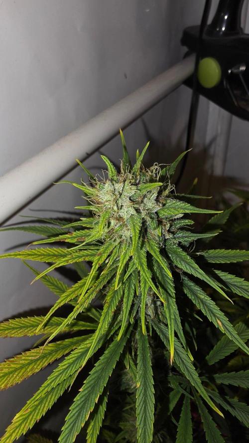 ACE once again. 3x Super Malawi Haze. Week 14 - Day 96