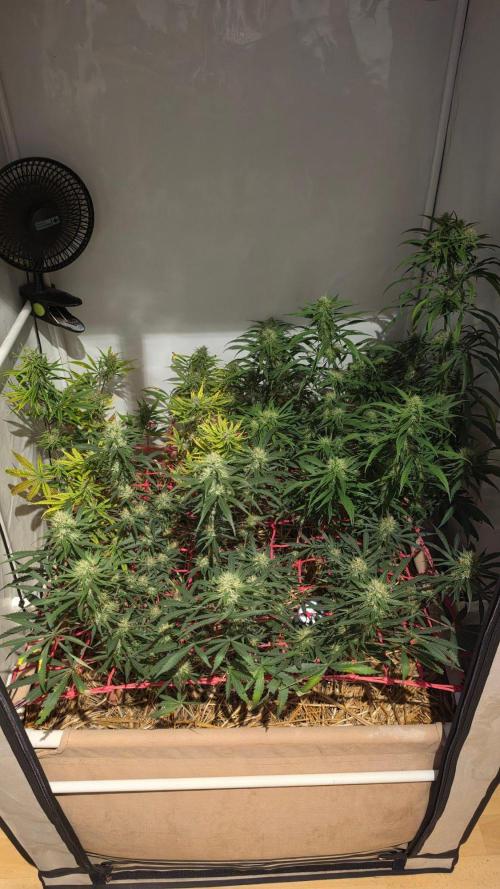 ACE once again. 3x Super Malawi Haze. Week 14 - Day 96