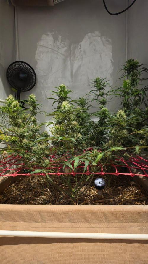 ACE once again. 3x Super Malawi Haze. Week 14 - Day 96