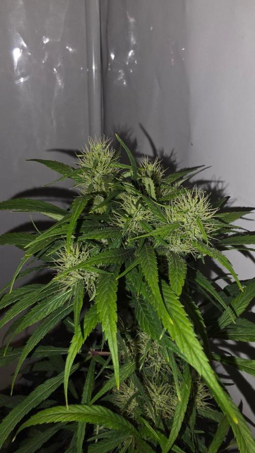 ACE once again. 3x Super Malawi Haze. Week 14 - Day 96