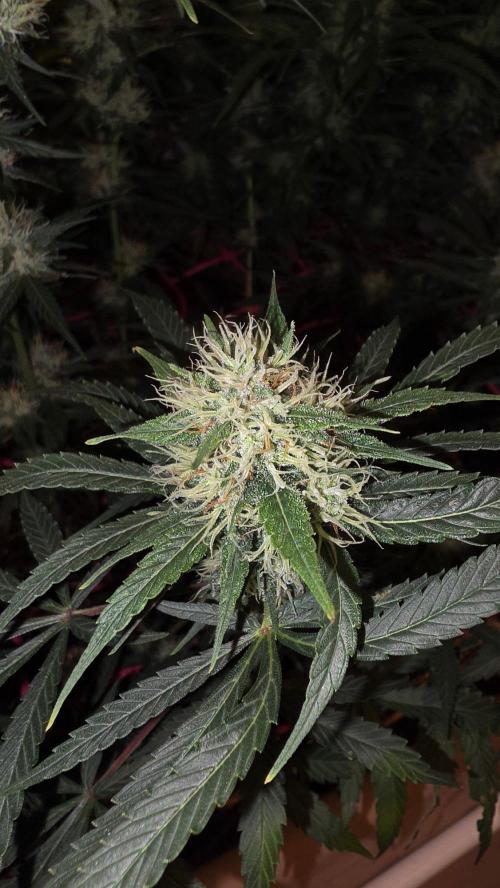 ACE once again. 3x Super Malawi Haze. Week 14 - Day 96