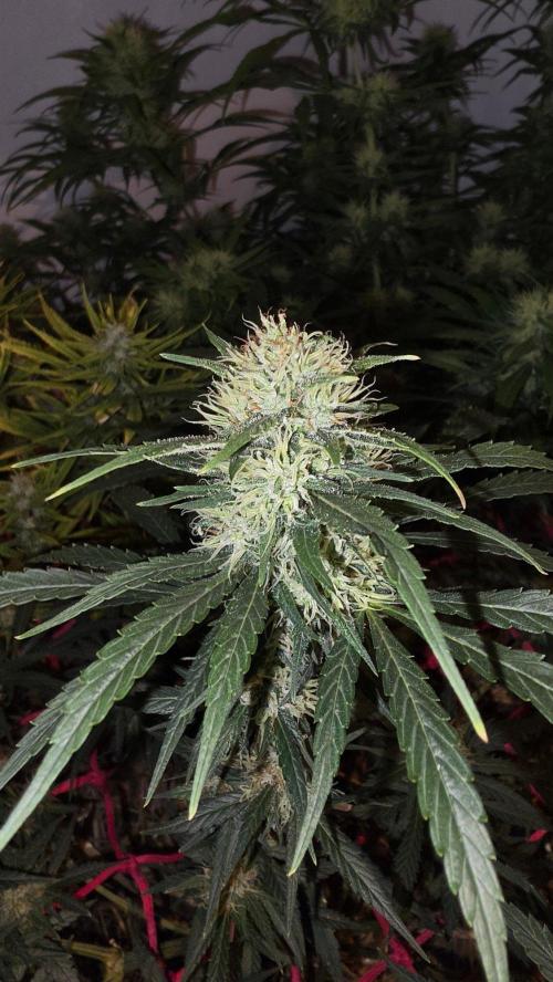 ACE once again. 3x Super Malawi Haze. Week 14 - Day 96