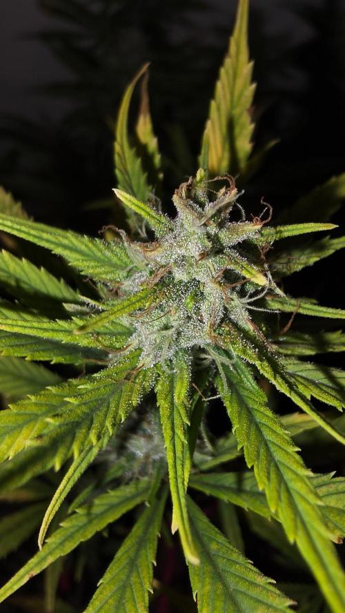 ACE once again. 3x Super Malawi Haze. Week 14 - Day 96