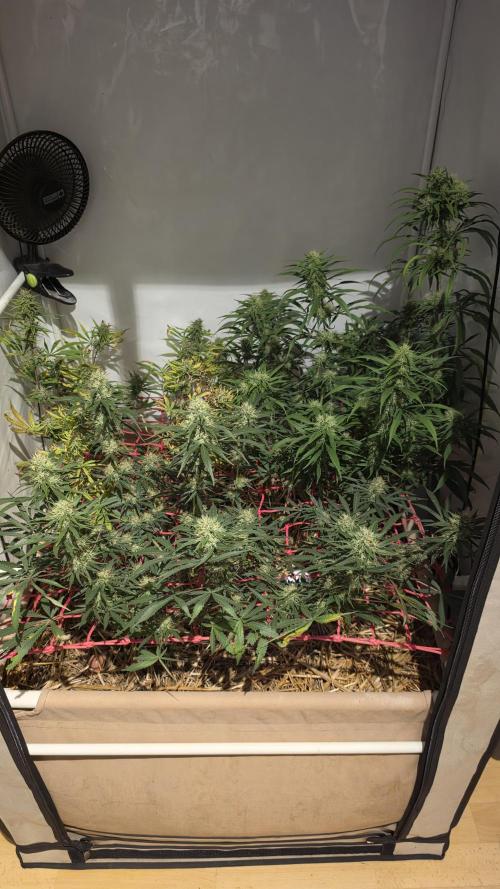 ACE once again. 3x Super Malawi Haze. Week 15 - Day 99