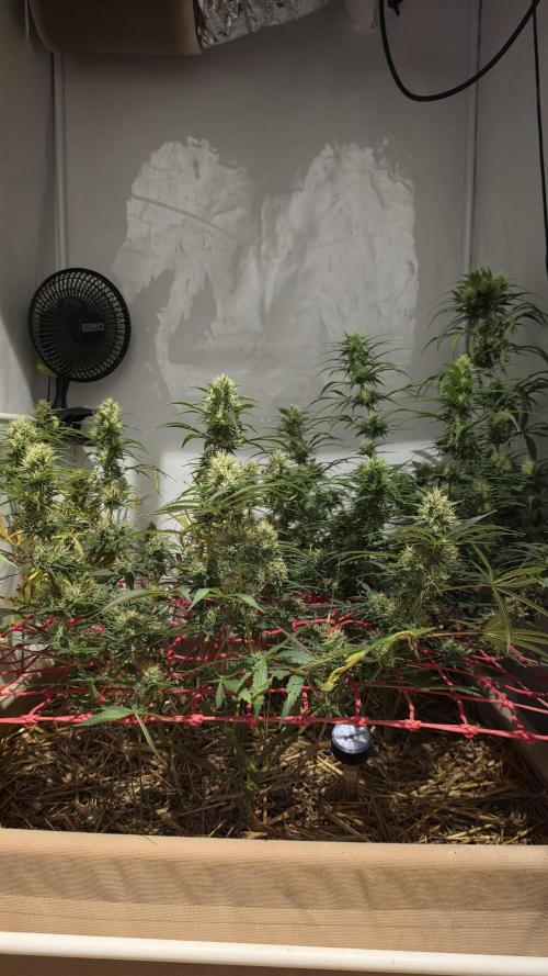 ACE once again. 3x Super Malawi Haze. Week 15 - Day 99