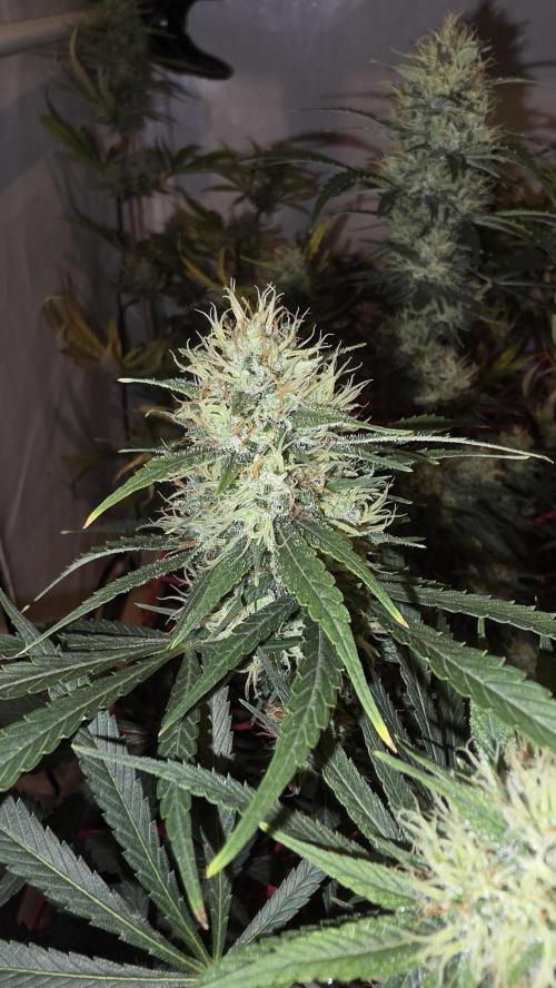 ACE once again. 3x Super Malawi Haze. Week 15 - Day 99