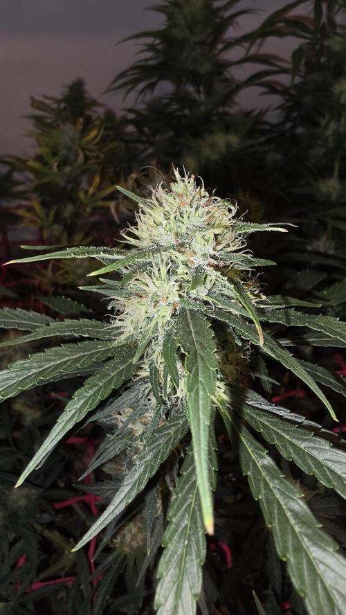 ACE once again. 3x Super Malawi Haze. Week 15 - Day 99