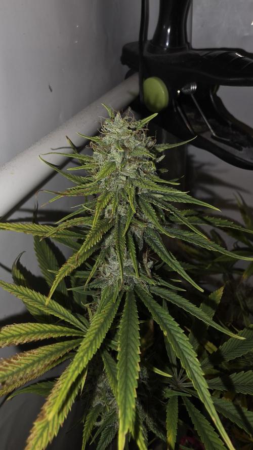 ACE once again. 3x Super Malawi Haze. Week 15 - Day 99