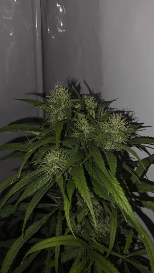 ACE once again. 3x Super Malawi Haze. Week 15 - Day 99