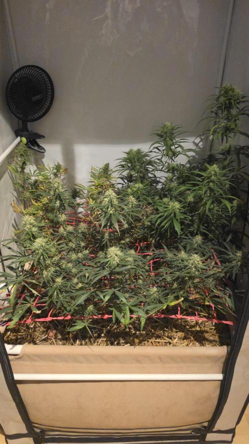 ACE once again. 3x Super Malawi Haze. Week 15 - Day 101