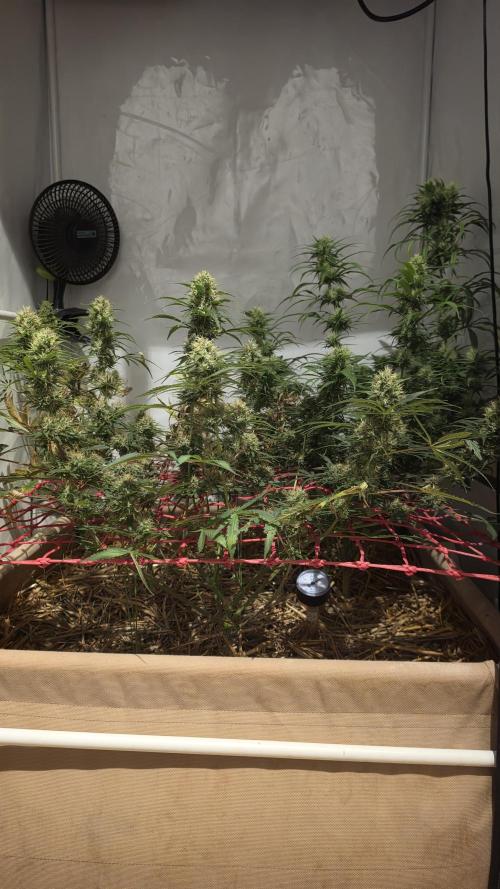 ACE once again. 3x Super Malawi Haze. Week 15 - Day 101
