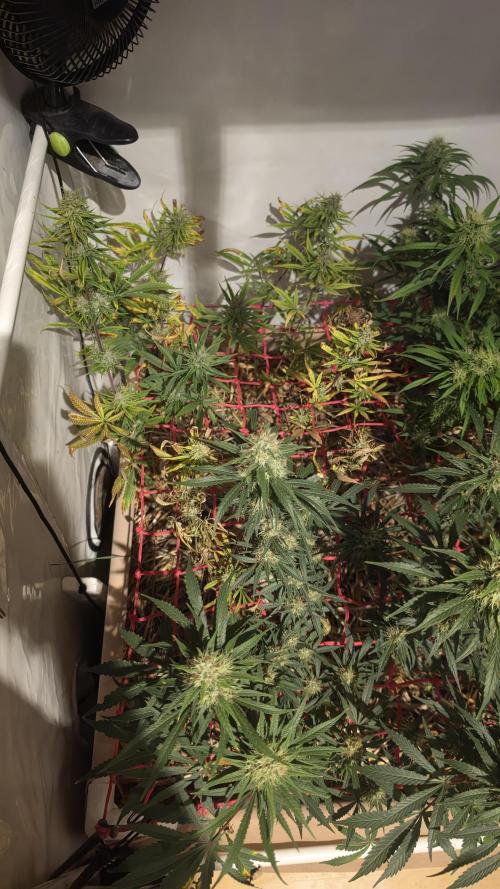 ACE once again. 3x Super Malawi Haze. Week 15 - Day 101