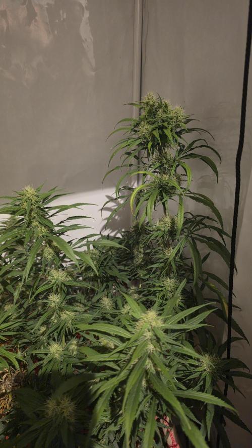 ACE once again. 3x Super Malawi Haze. Week 15 - Day 101