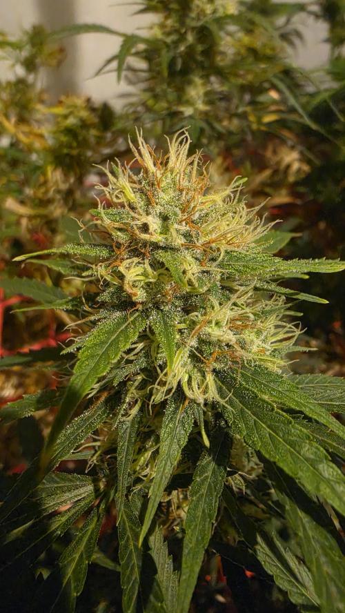 ACE once again. 3x Super Malawi Haze. Week 15 - Day 101