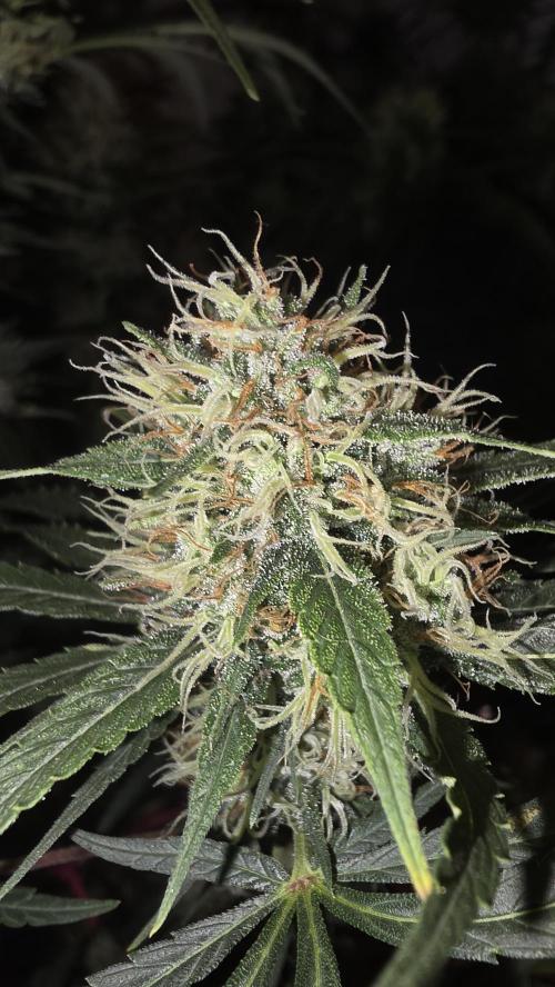 ACE once again. 3x Super Malawi Haze. Week 15 - Day 101